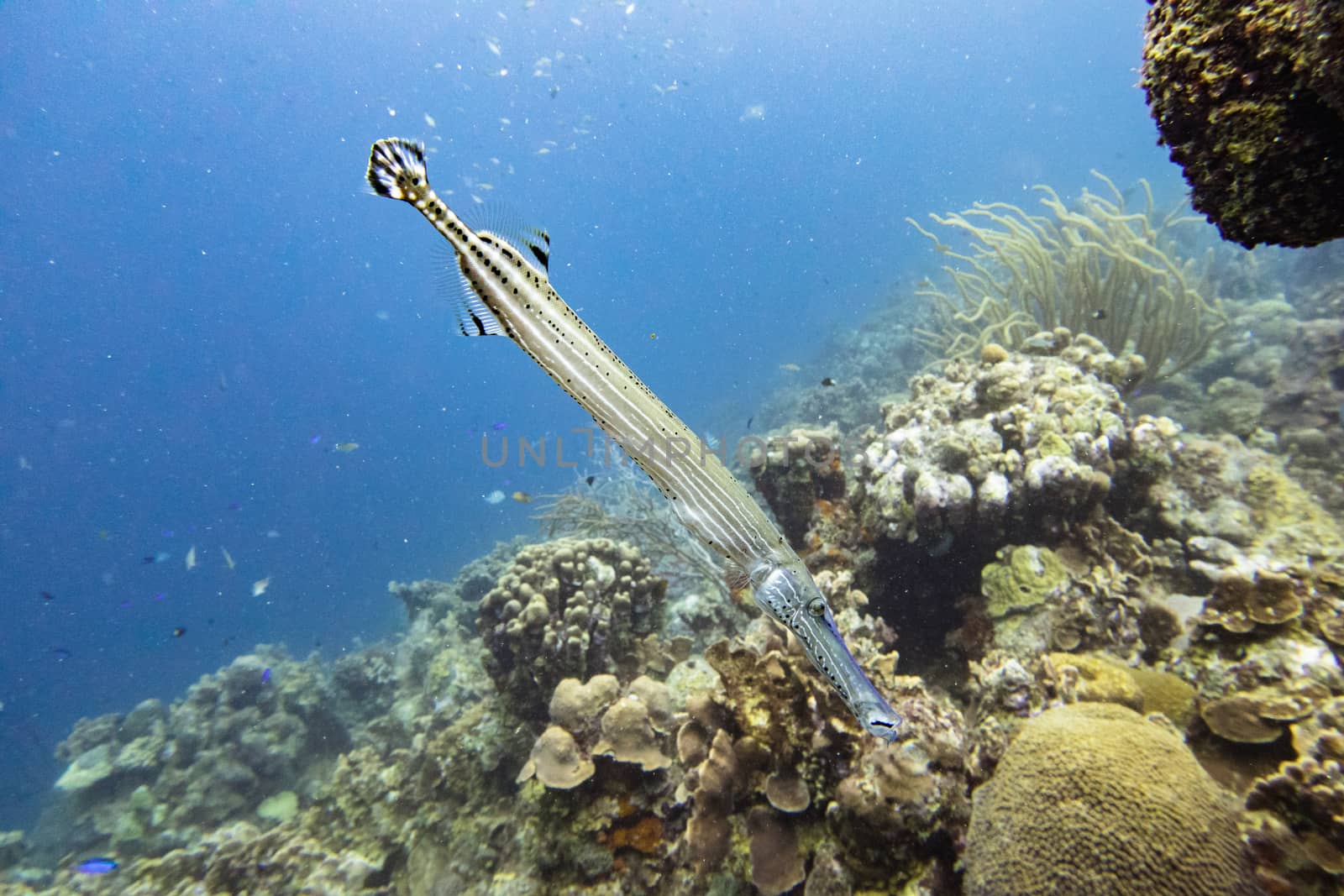 Trumpet fish close up by fpalaticky