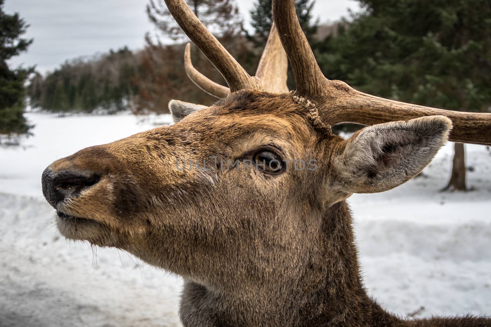 This wapiti was waiting in the snow, forest before crossing the road to ask for a carrot.