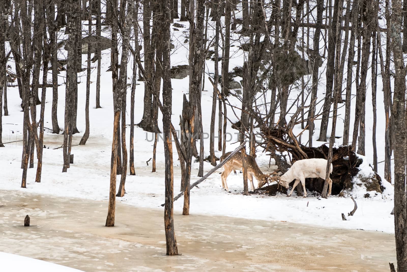 These two white tail deer were fighting in the forest in the snow this winter at omega parc, quebec, canada