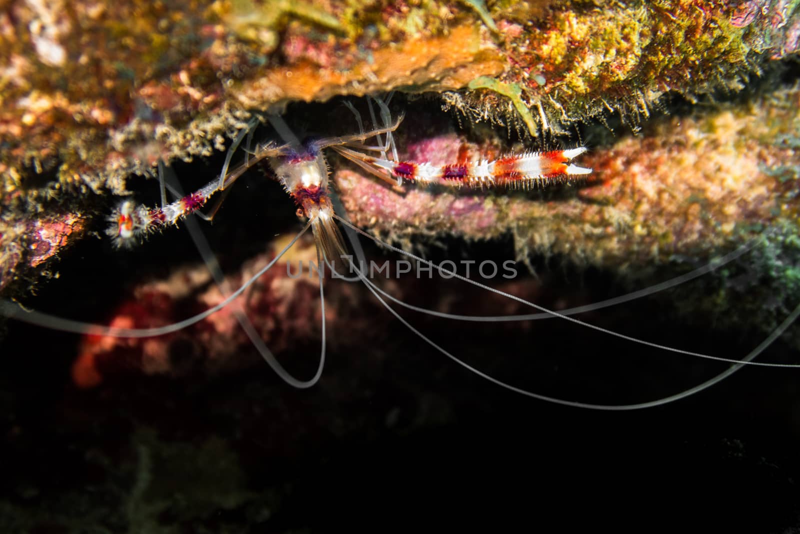 Stenopus hispidus is a shrimp-like decapod crustacean belonging to the infraorder Stenopodidea. Common names include banded coral shrimp and banded cleaner shrimp.Stenopus hispidus lives below the intertidal zone, at depth of up to 210 metres (690 ft),on coral reefs. It is a cleaner shrimp, and advertises to passing fish by slowly waving its long, white antennae. S. hispidus uses its three pairs of claws to remove parasites, fungi and damaged tissue from the fish. Stenopus hispidus is monogamous