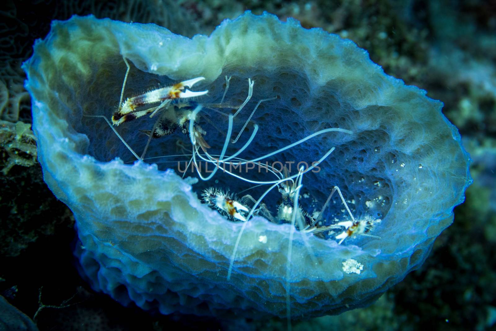 Banded coral shrimps in blue vase sponge by fpalaticky