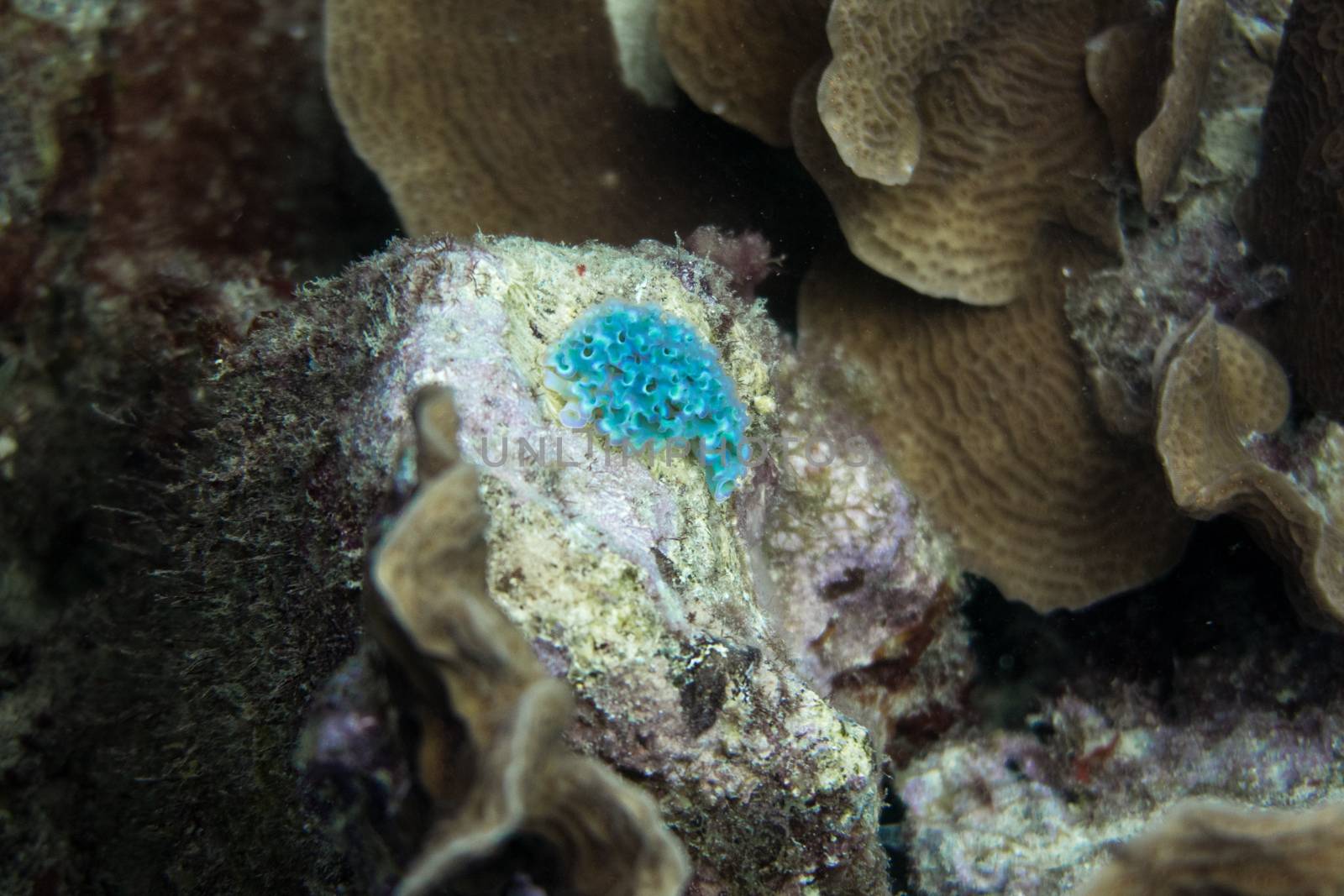 Blue nudibranch in coral reef by fpalaticky