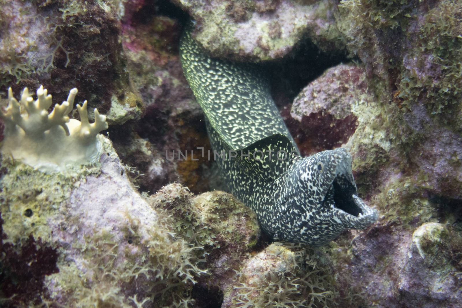 The spotted moray (Gymnothorax moringa) is a medium to large moray eel. Other common names include conger, spotted eel, red moray, speckled moray, white cong, white jawed moray, white-chinned moray and white-jawed moray eel. Spotted eels have a long snake-like body, white or pale yellow in overall color with small overlapping reddish brown to dark-brown spots. They are commonly 60 cm (24 in) in length and can grow to 2 m (6.6 ft), and weigh 2.51 kg (5.5 lb). They inhabit the Western Atlantic Ocean from North Carolina and Bermuda to Brazil, including the Gulf of Mexico and the Caribbean. They are also found around the Mid- and Eastern Atlantic islands as far south as St Helena. They are typically found anywhere from the surface to a depth of 200 m (660 ft).