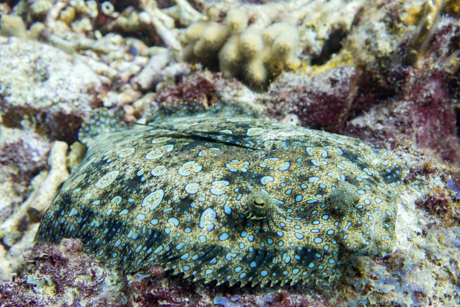 Excellent camouflage fish : The peacock flounder is also called flowery flounder because it is covered in superficially flower-like bluish spots. As suggested by the family name, lefteye flounders have both eyes on top of the left hand side of their heads. The eyes are raised up on short stumps like radar dishes, and can move in any direction independent of each other. That feature provides flounders with a wide range of view. One eye can look forward while the other looks backward at the same time. The baby flounders have one eye on each side of their bodies like ordinary fish, and swim like other fishes do, but later on, as they are becoming adult, the right eye moves to the left side, and flounders start to swim sideways, which gives them the ability to settle down flat on the bottom.