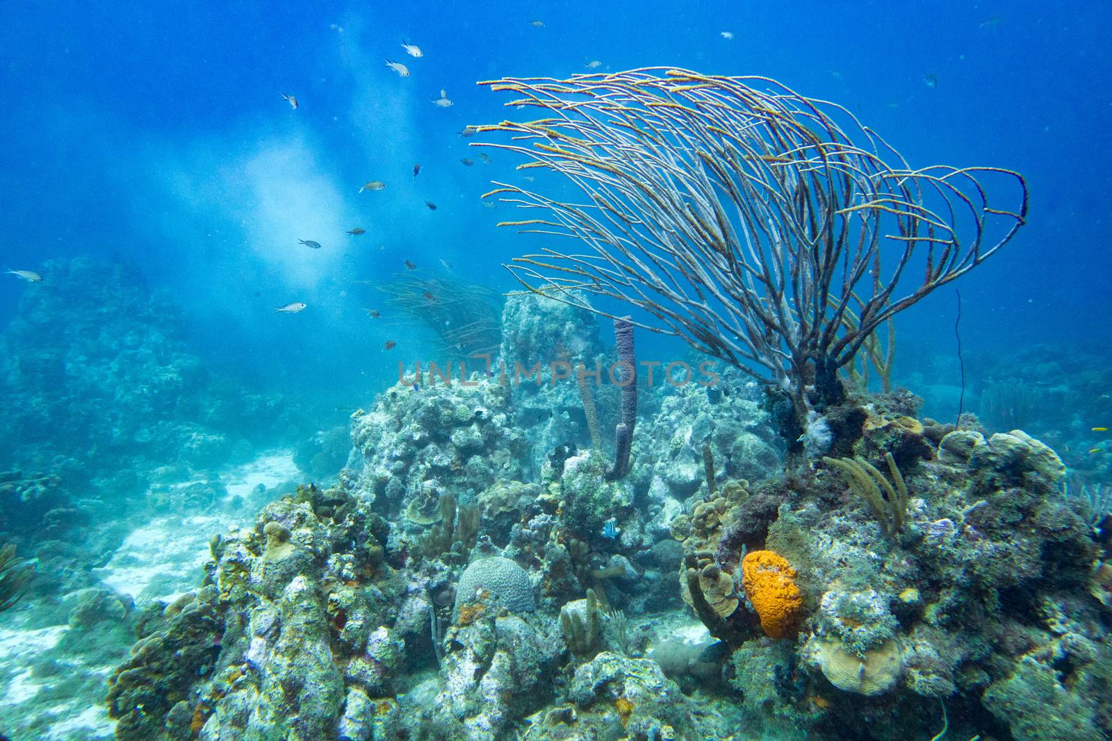 Coral reef landscape with branch coral, sponges, fish and sediment underwater.