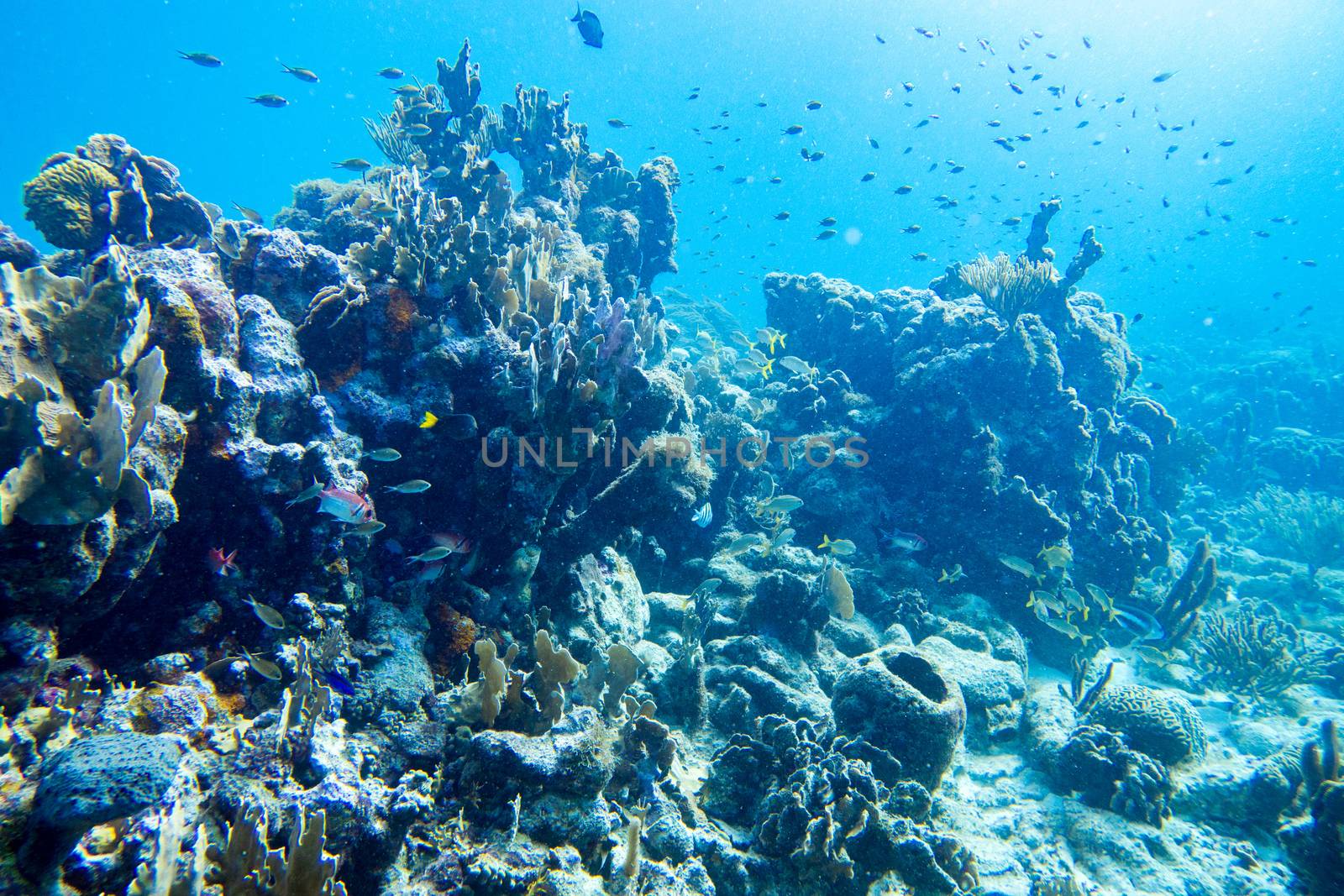 Underwater landscape of coral reef full of fish by fpalaticky