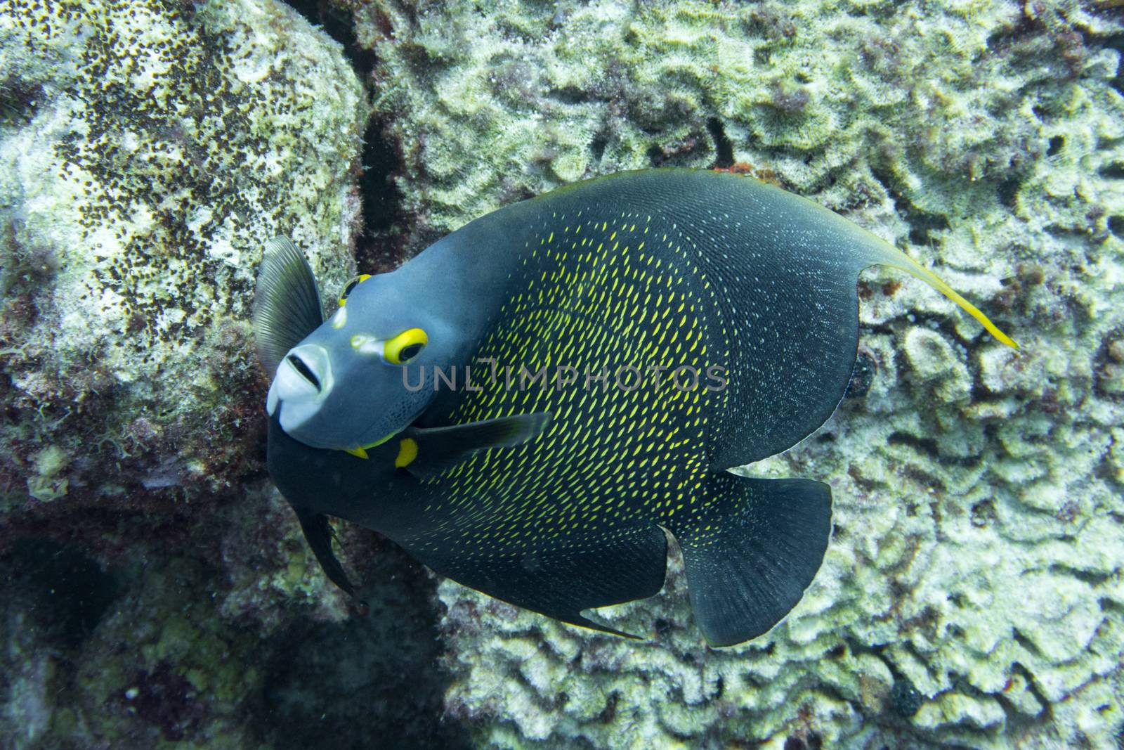 French angelfish looking at camera by fpalaticky