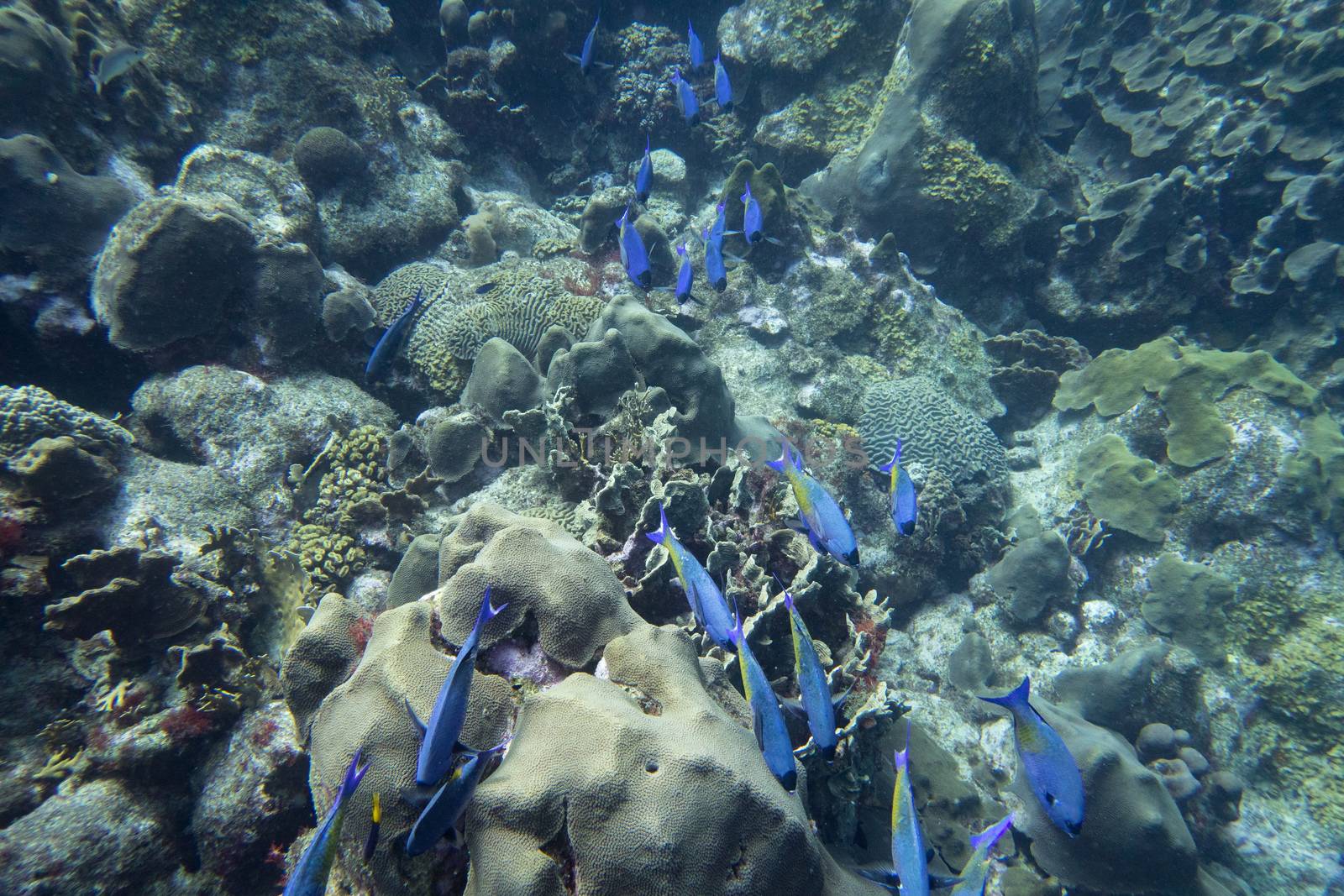 Creole wrass school fish rushing in coral reef by fpalaticky