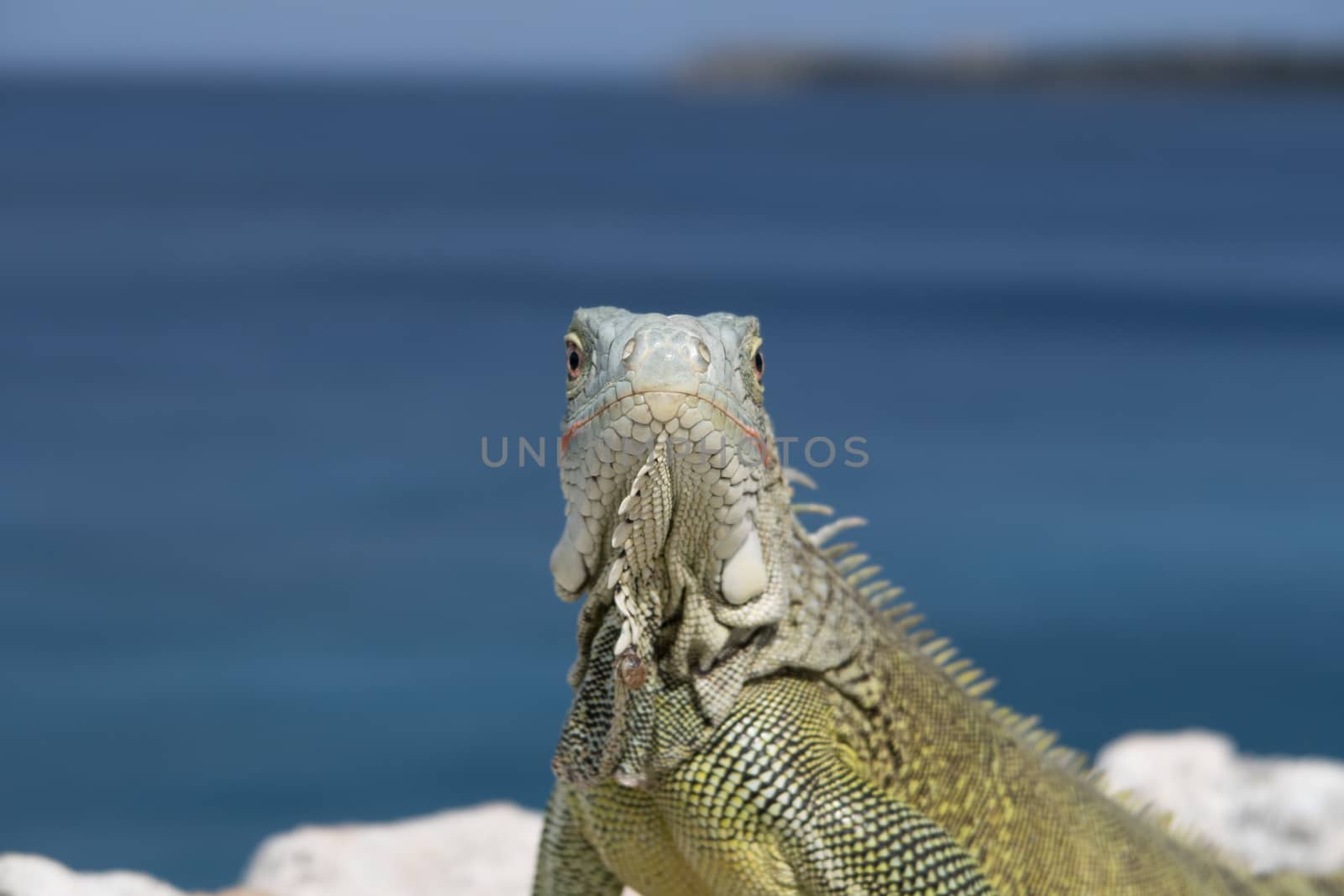 green Iguana chilling on rocks on a cliff in Curacao.