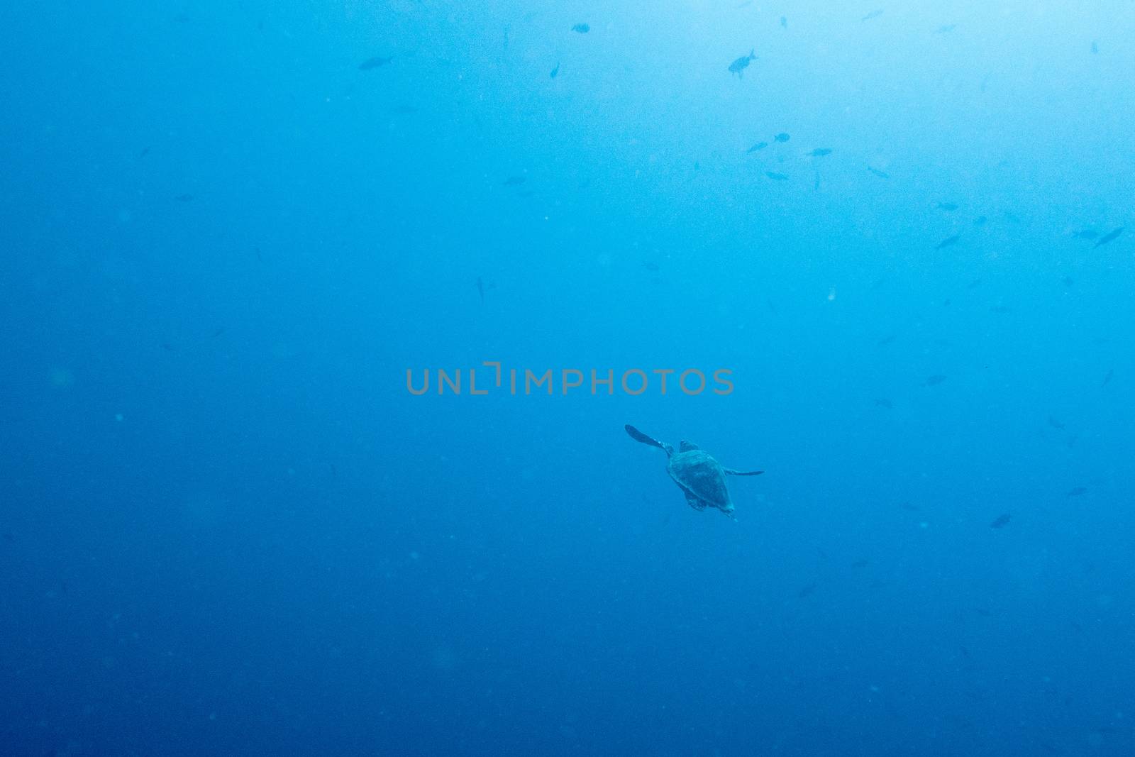 Turtle swimming away in the open ocean by fpalaticky