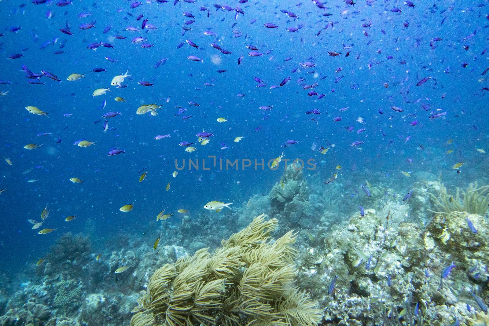 Coral reef filled with creole wrasse blue fish school by fpalaticky