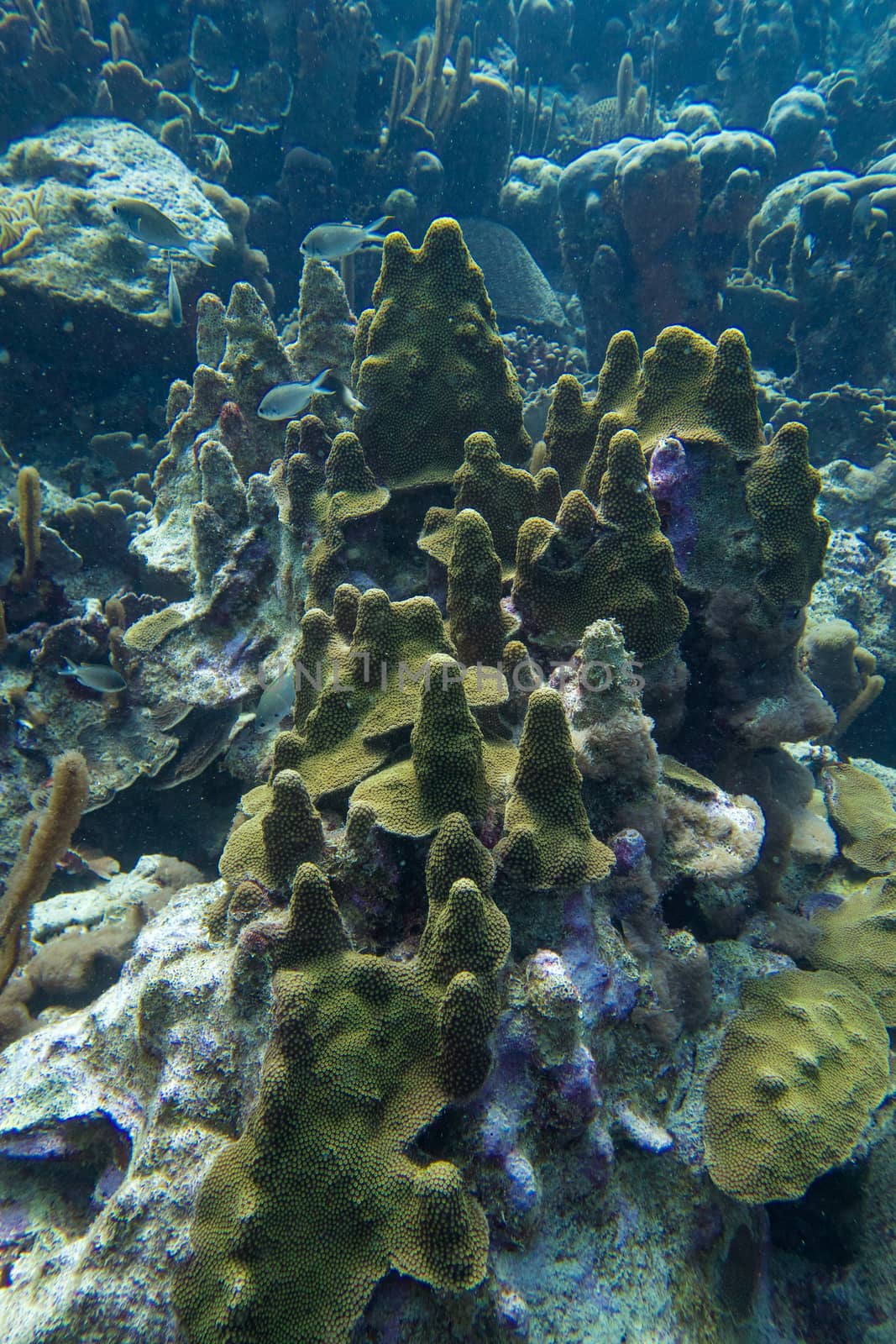 This underwater landscape looks like a mushroom forest and so that's how it's called by the local.