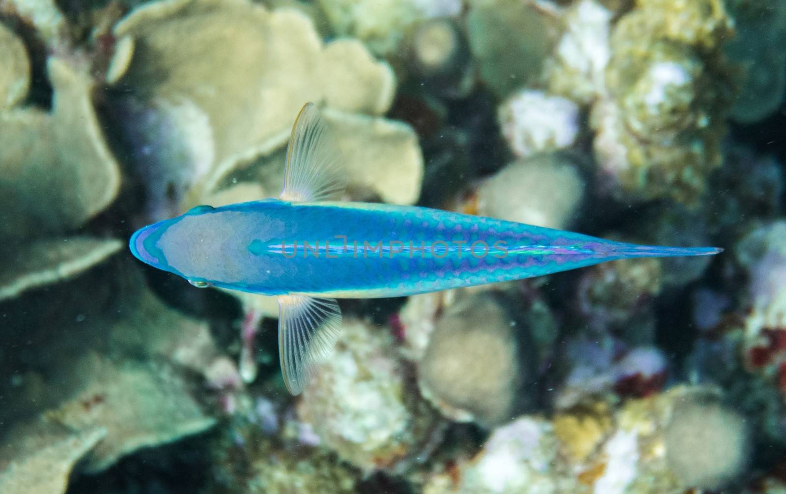 Symetrical parrot fish and translucent fins from top by fpalaticky