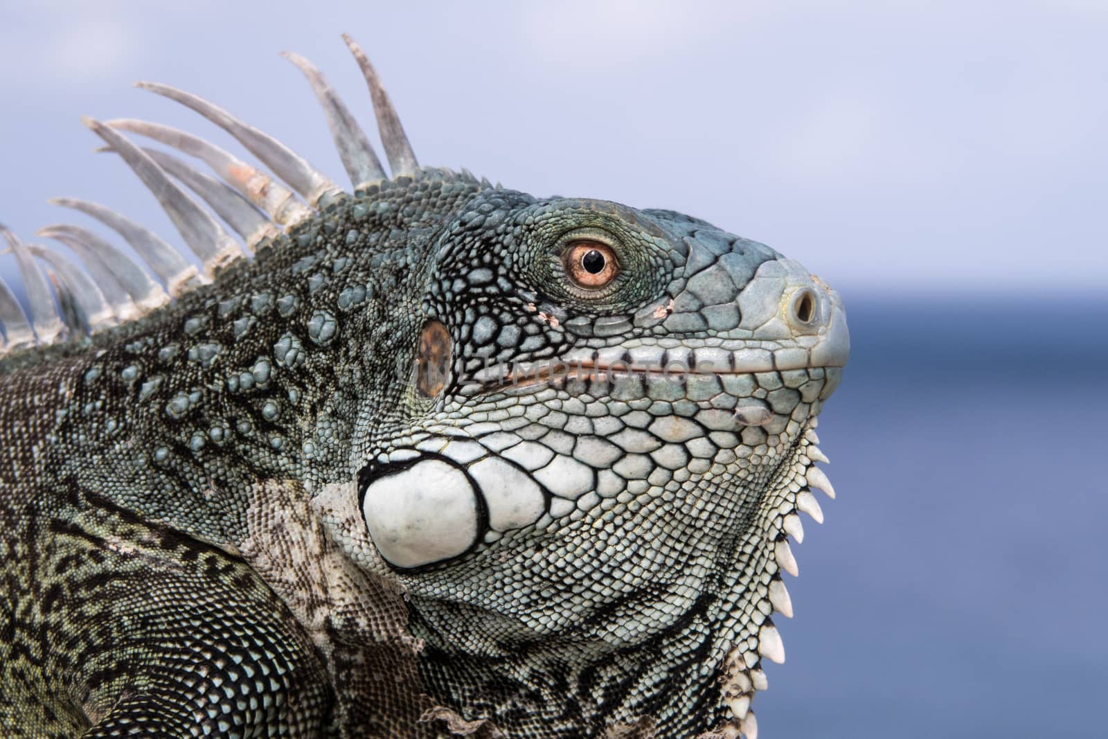 Close up of iguana face spine and scale details by fpalaticky