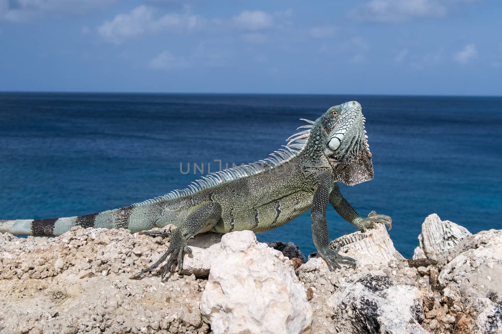 Iguana head up and sea horizon on background by fpalaticky