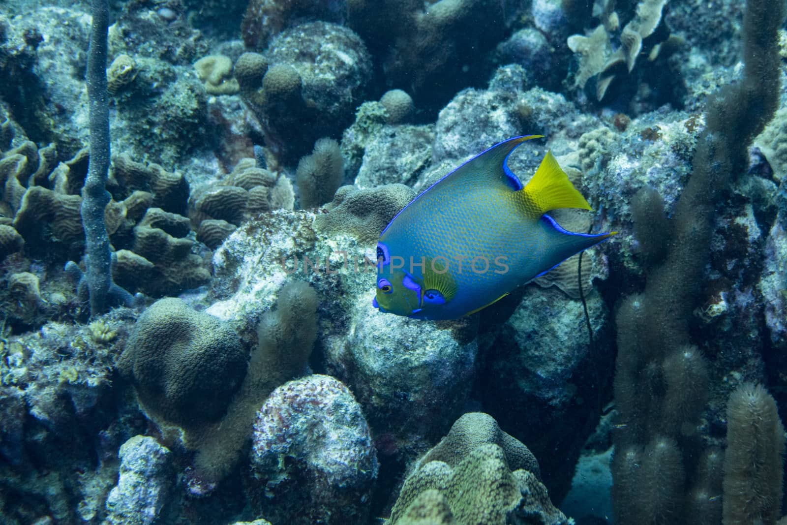 The queen angelfish (Holacanthus ciliaris) is a marine angelfish commonly found near reefs in the warmer sections of the western Atlantic Ocean. Other common names include blue angelfish, golden angelfish, queen angel, and yellow angelfish. Holocanthus ciliaris should not be confused with Holocanthus bermudensis, or the (Bermuda) blue angelfish, despite very similar appearances. They are two separate species.