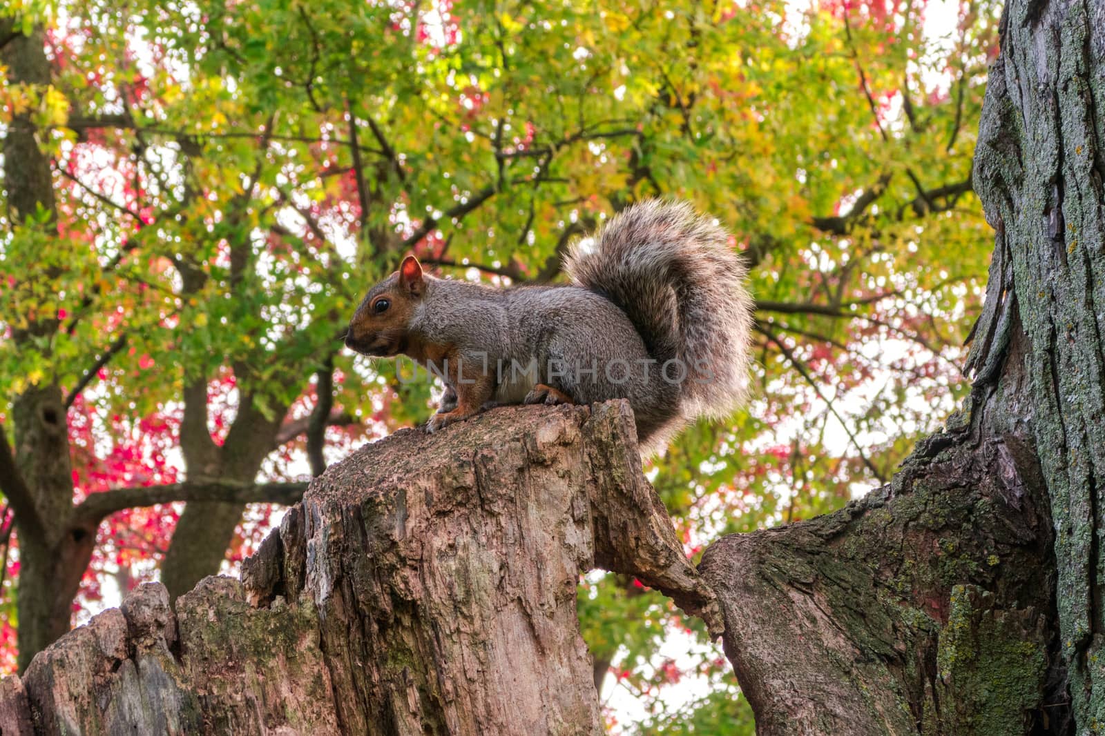 Squirrel sitting on a trunk in a Montreal Parc by fpalaticky