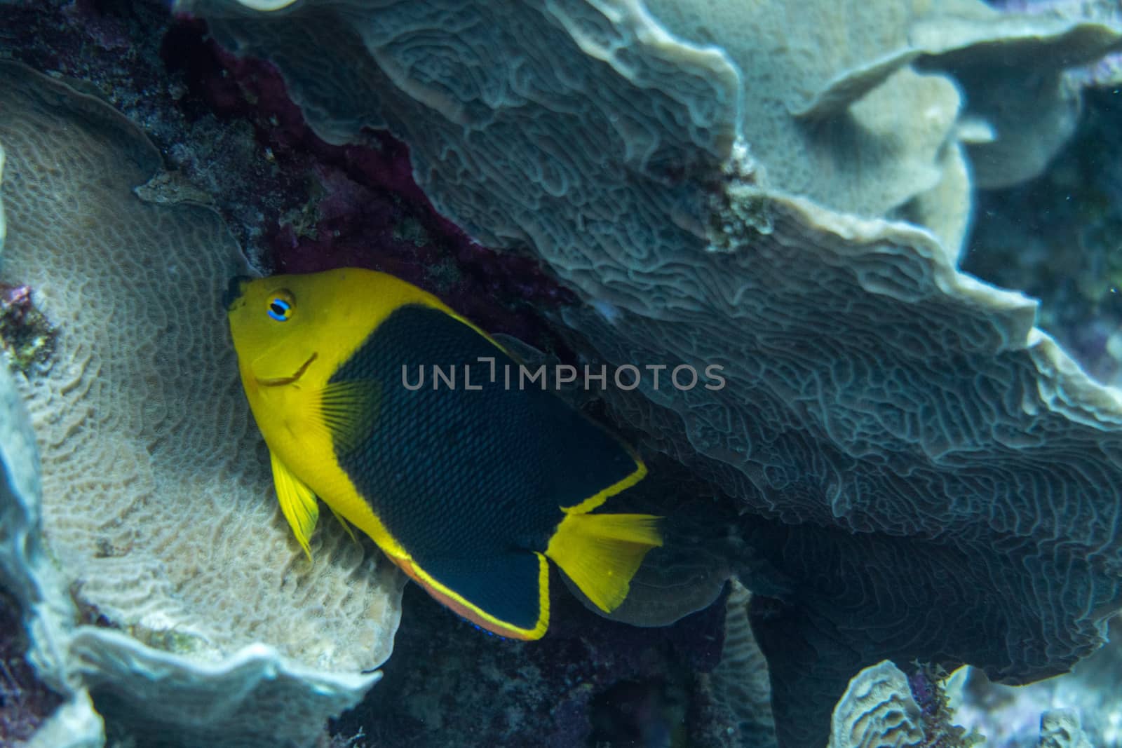 Rock Beauty fish hiding in coral reef by fpalaticky