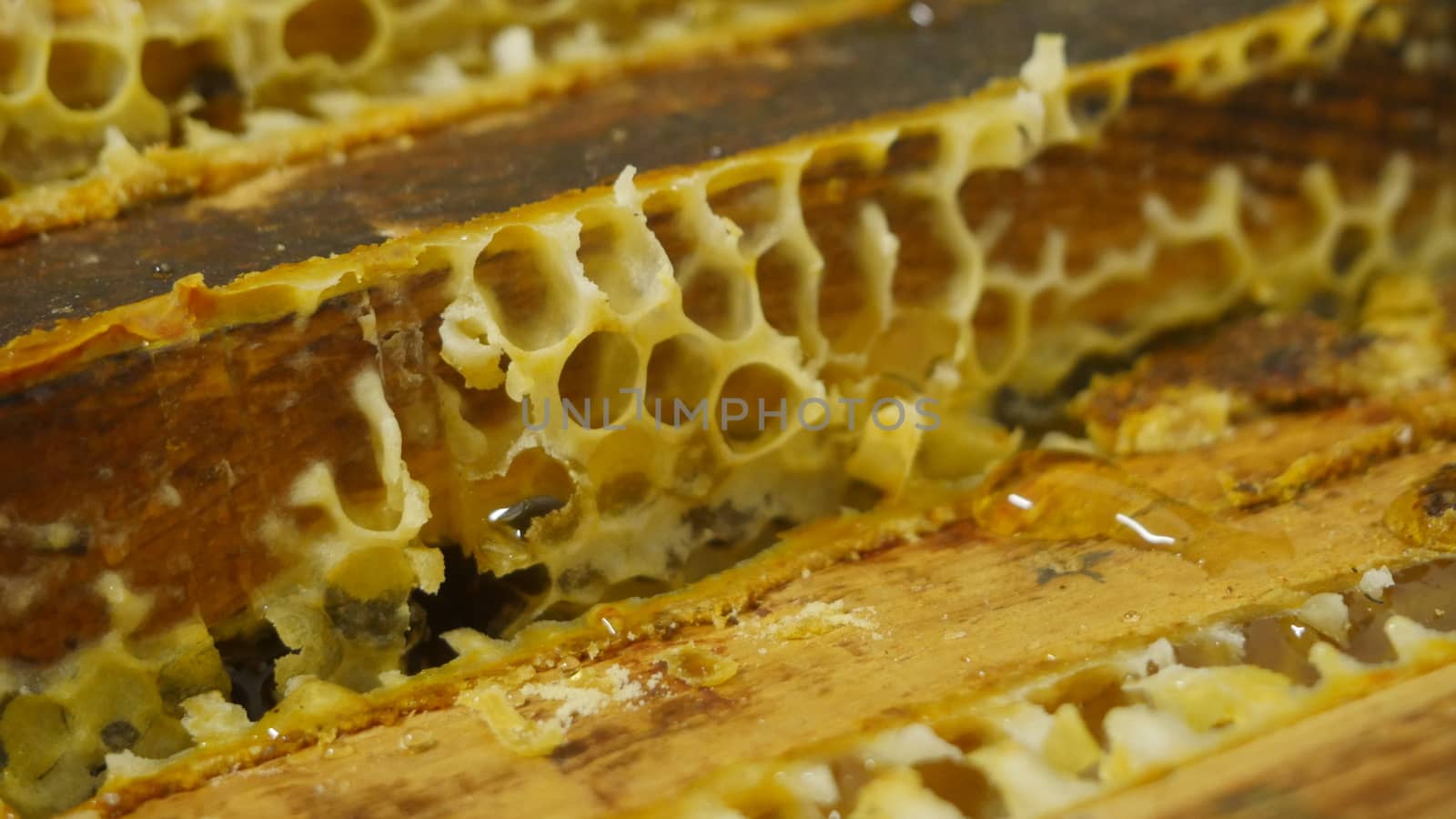 Top of section in bee hive with honey and open alveole before harvest