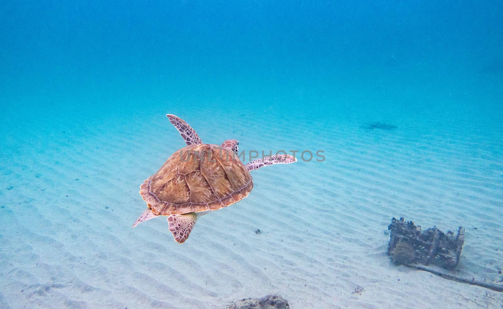 Turtle swimming away in sandy shallow waters by fpalaticky