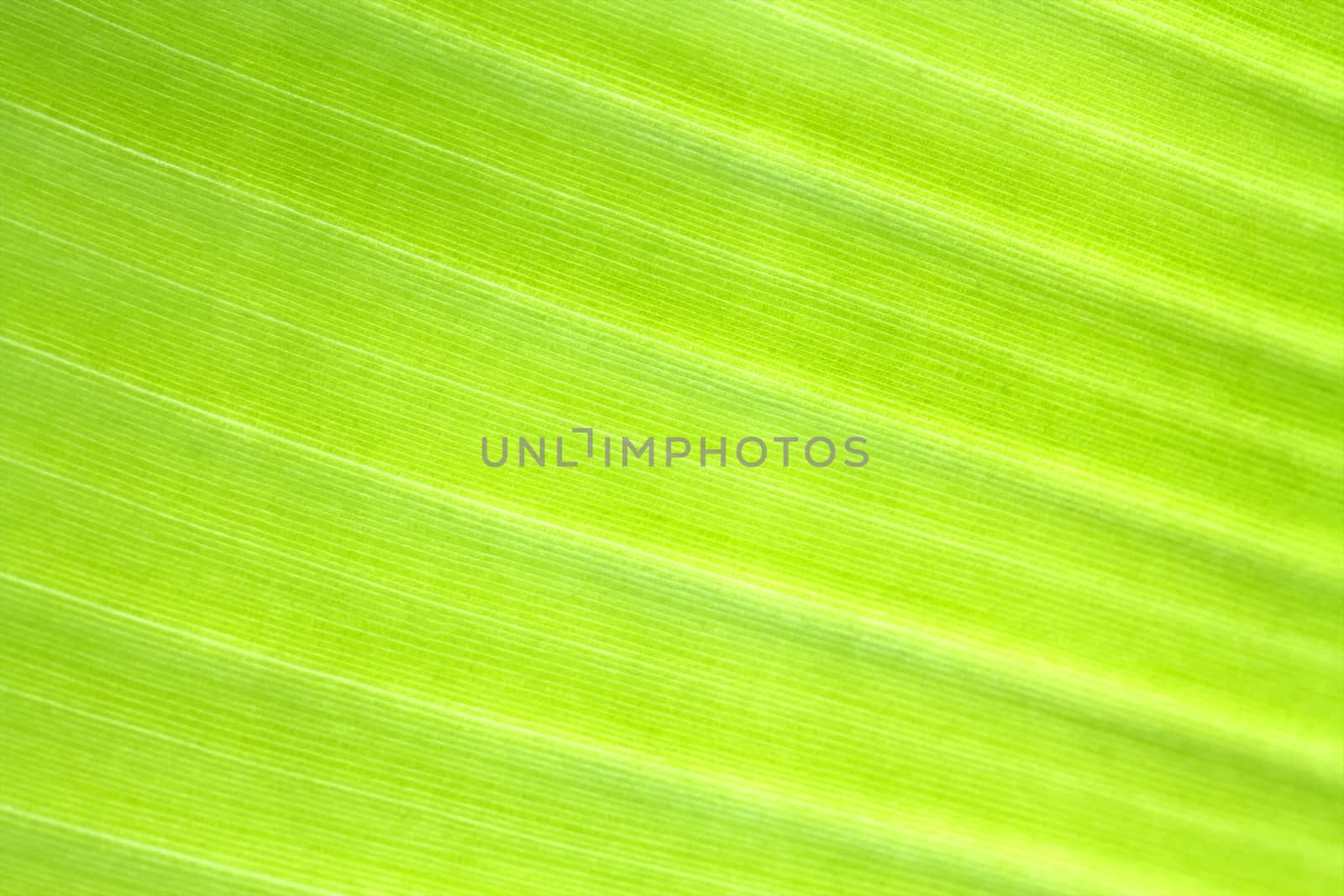 Banana leaf texture background of backlight fresh green .