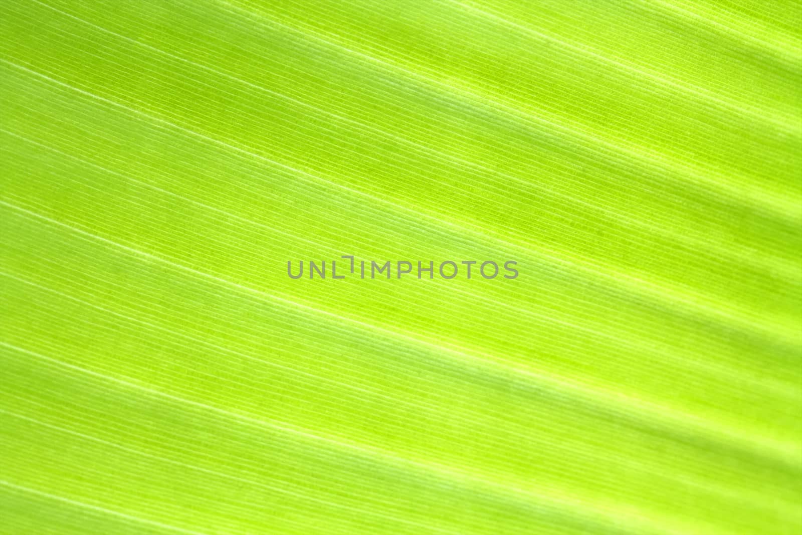 Banana leaf texture background of backlight fresh green .