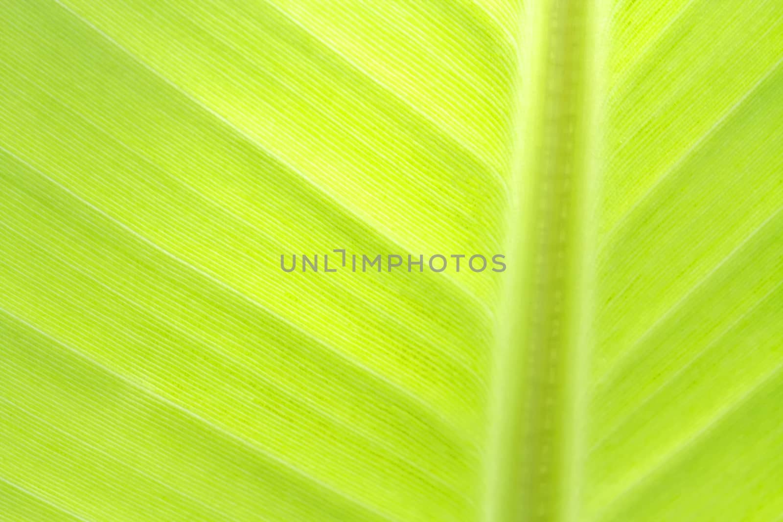 Banana leaf texture background of backlight fresh green .