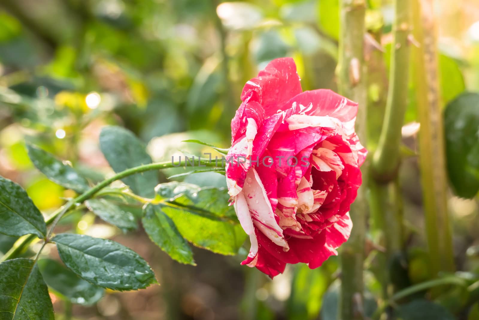 Roses in the garden, Roses are beautiful with a beautiful sunny day.