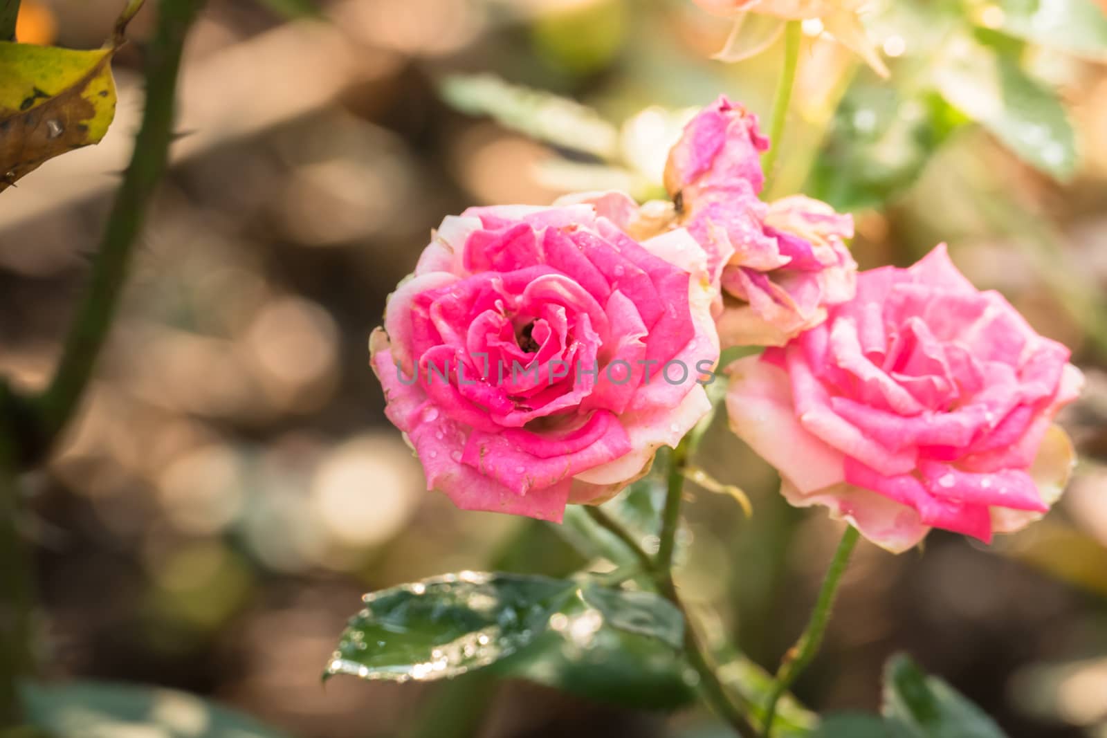 Roses in the garden  by teerawit