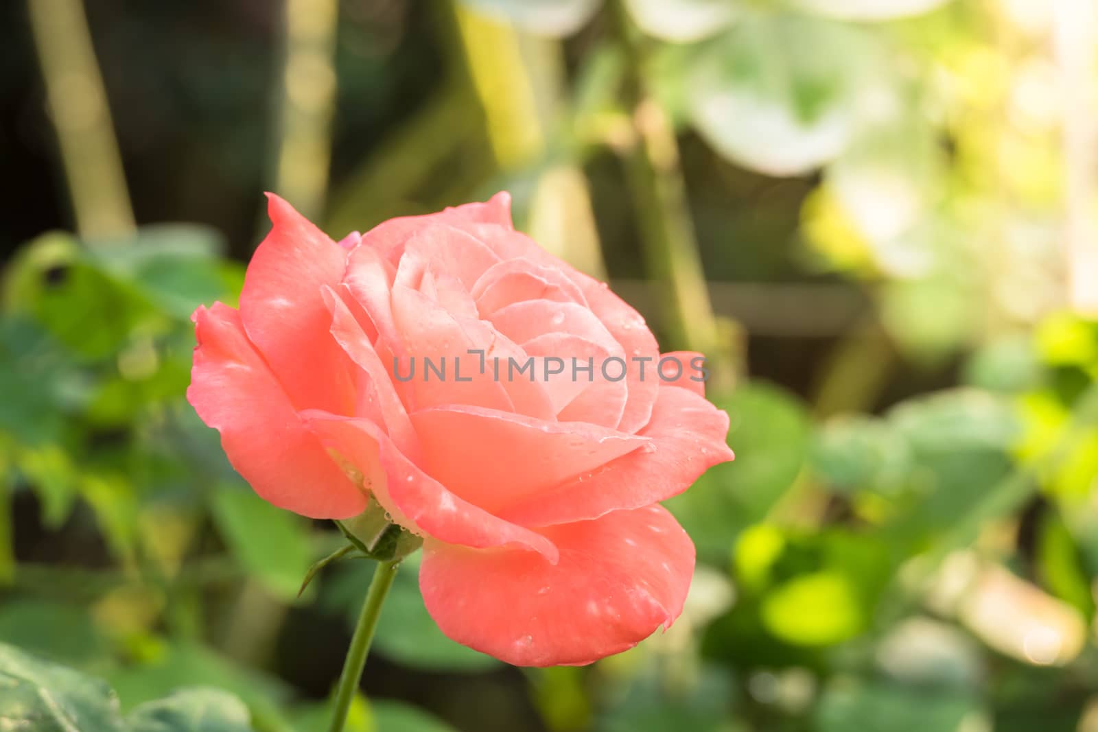 Roses in the garden, Roses are beautiful with a beautiful sunny day.