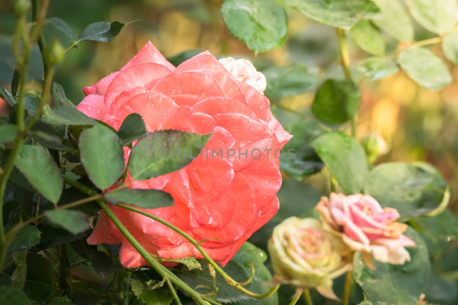 Roses in the garden, Roses are beautiful with a beautiful sunny day.