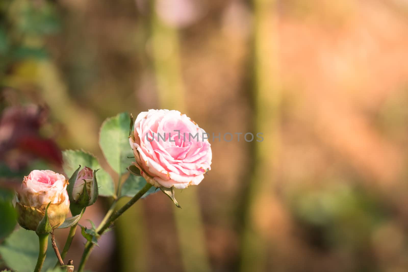 Roses in the garden, Roses are beautiful with a beautiful sunny day.