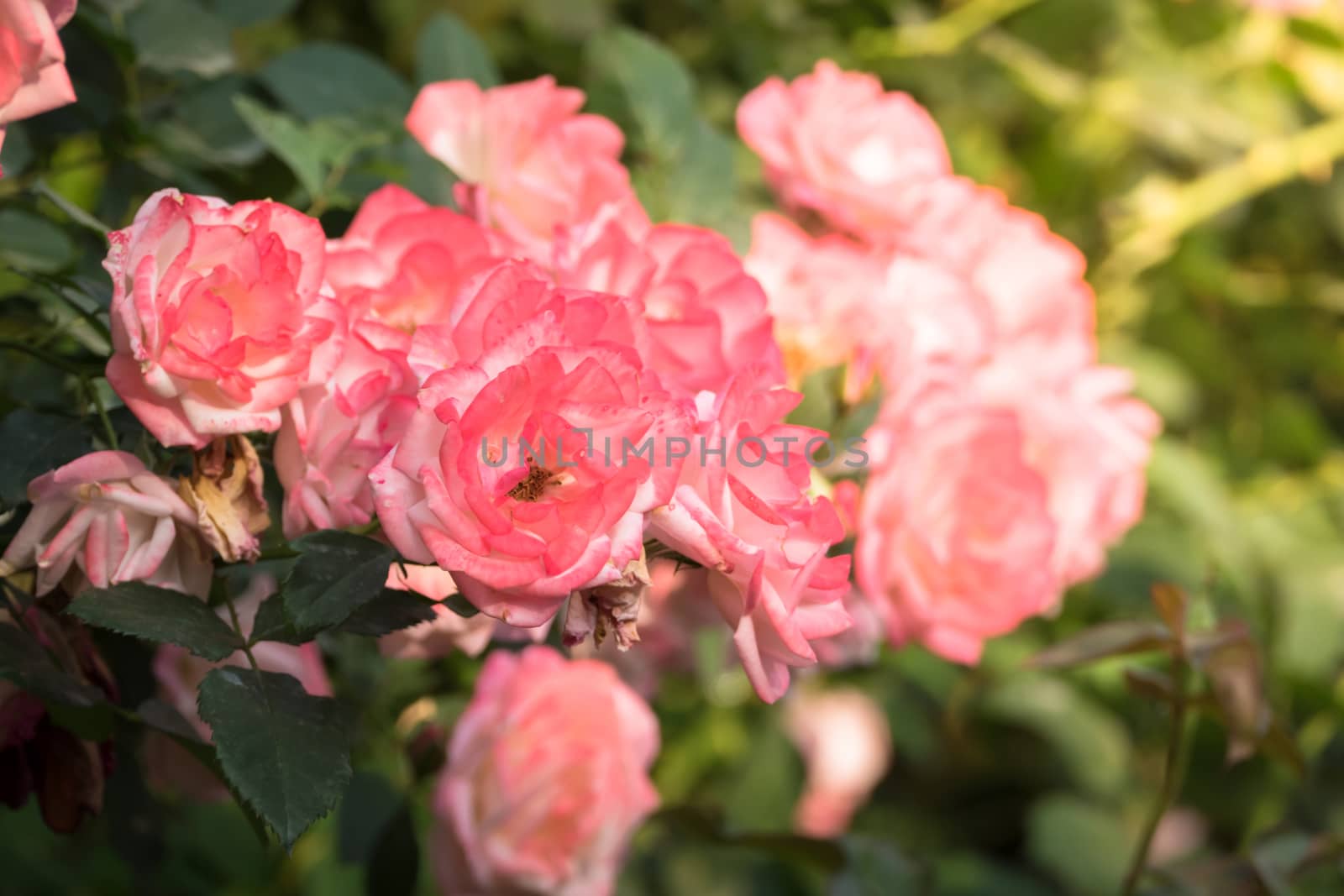 Roses in the garden, Roses are beautiful with a beautiful sunny day.