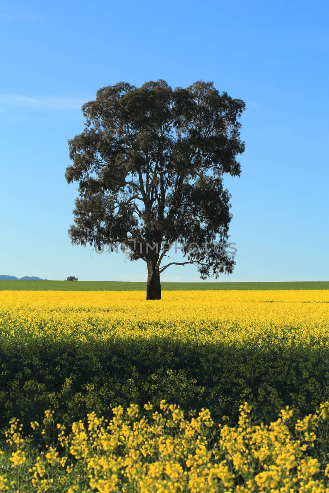 Canola field blooming brightly in rural NSW Australia