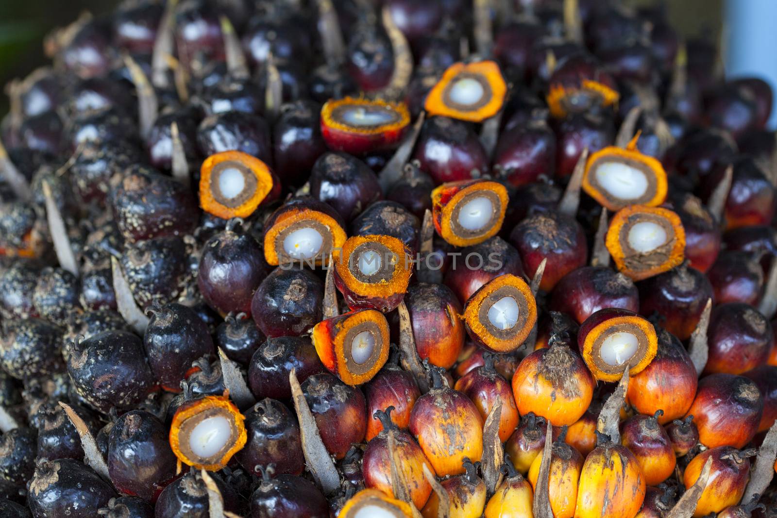 Background of Palm Oil Fruits on the floor at Thailand