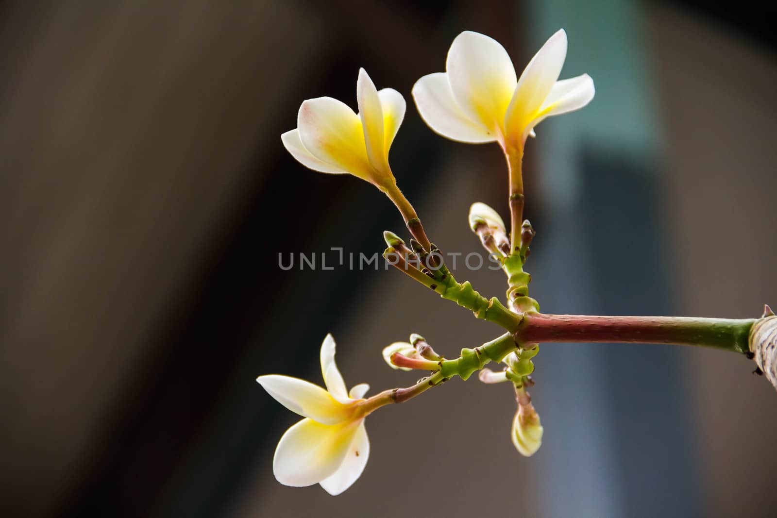 Frangipani flowers background blurred