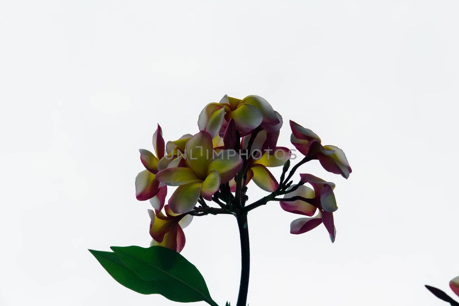Frangipani flowers background blurred