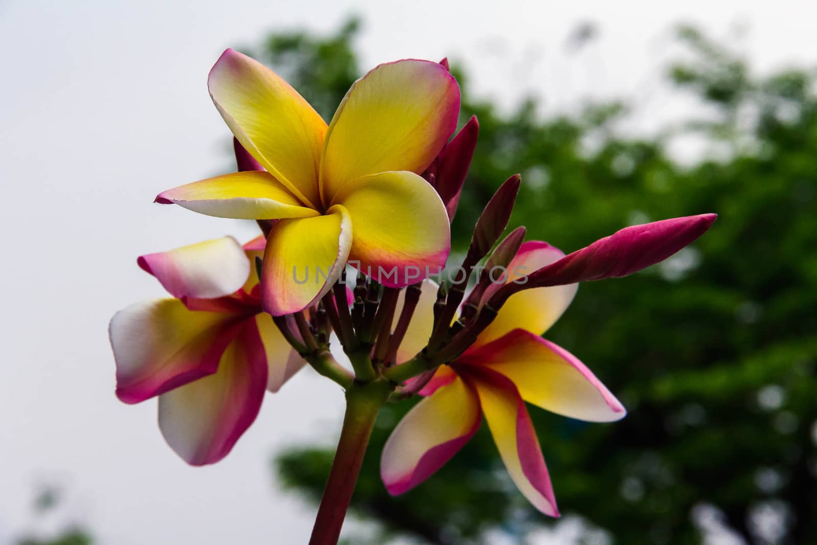 Frangipani flowers background blurred
