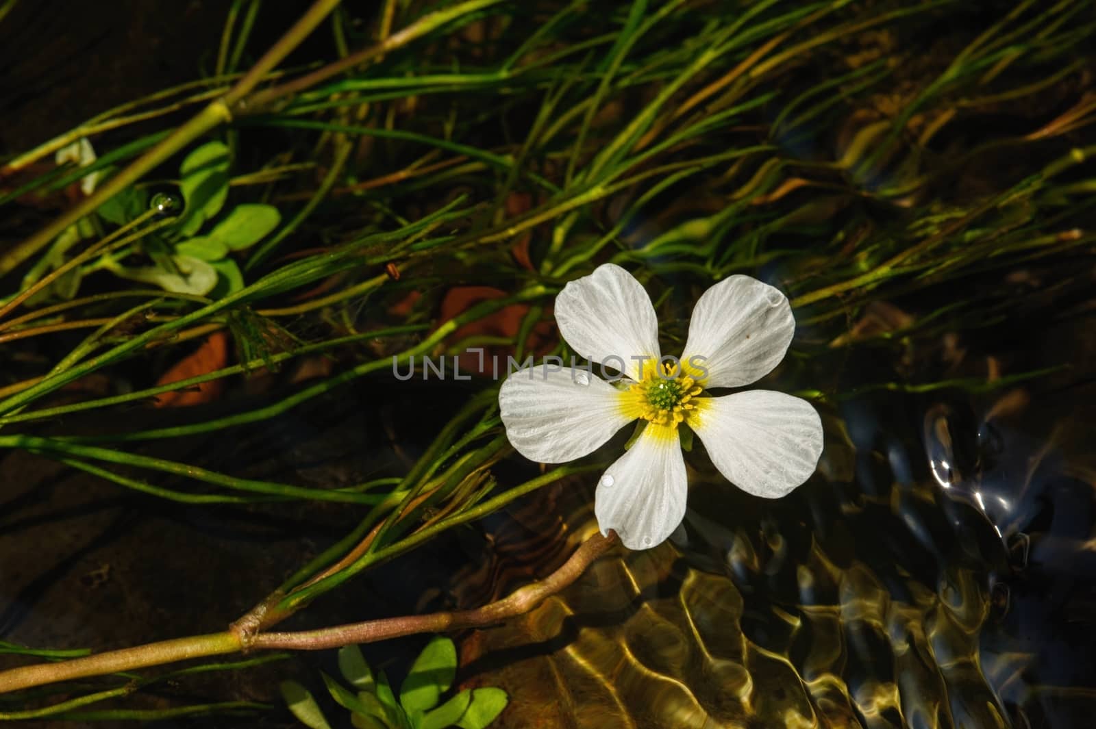 Detail of a white flower in a beautiful clean river