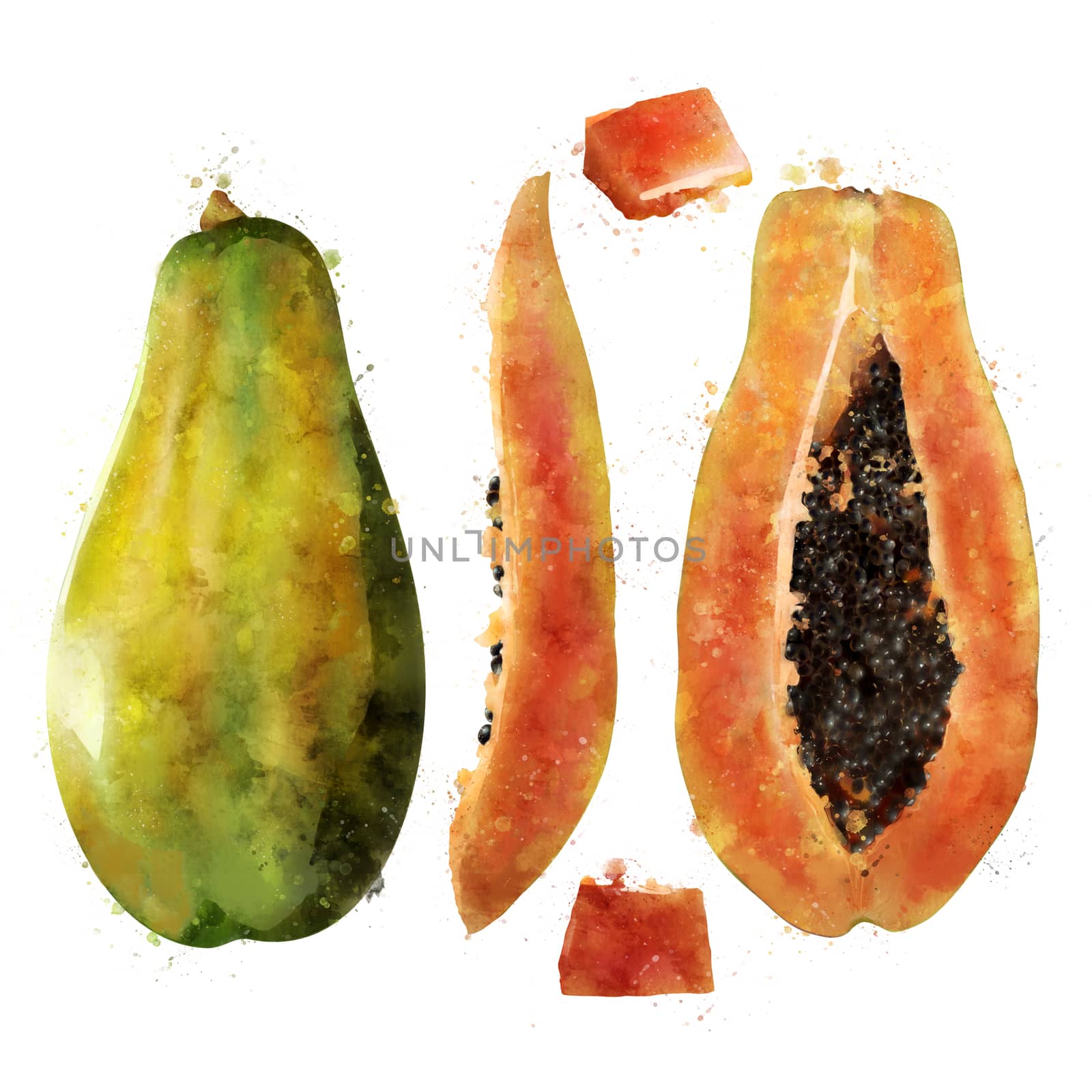 Papaya on white background. Watercolor illustration by ConceptCafe