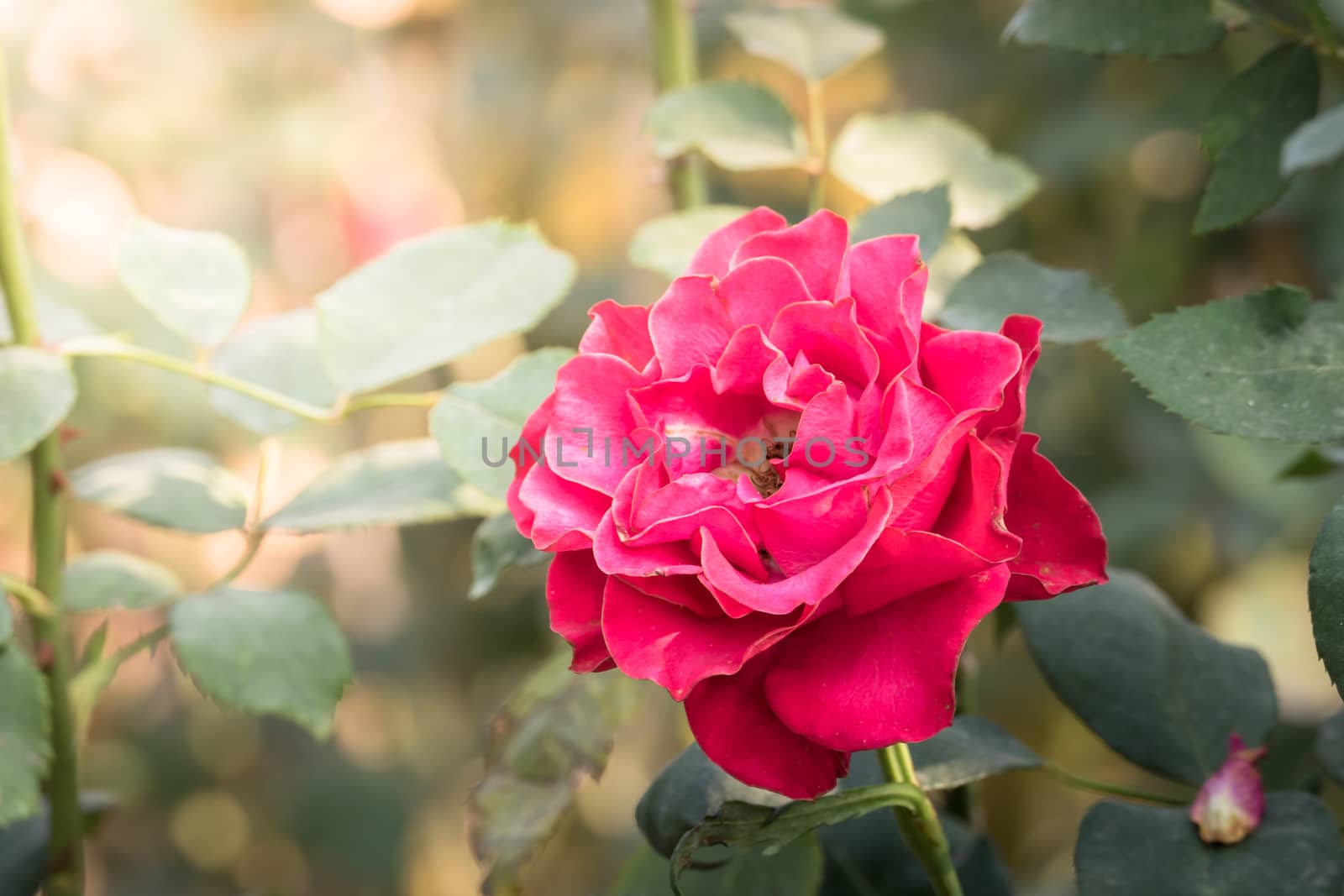 Roses in the garden, Roses are beautiful with a beautiful sunny day.