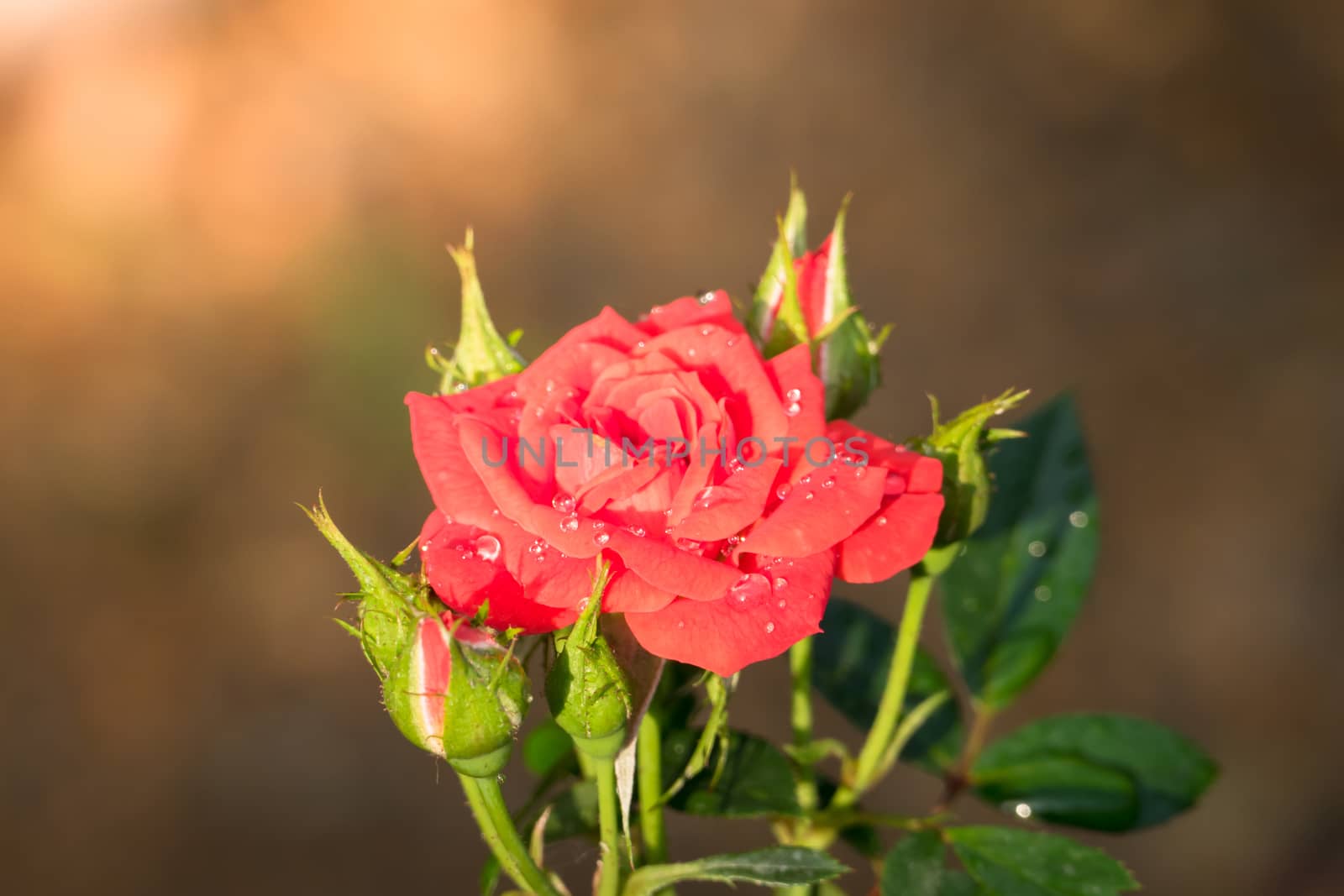 Roses in the garden  by teerawit