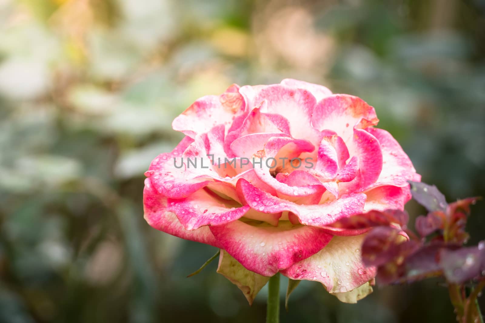 Roses in the garden, Roses are beautiful with a beautiful sunny day.