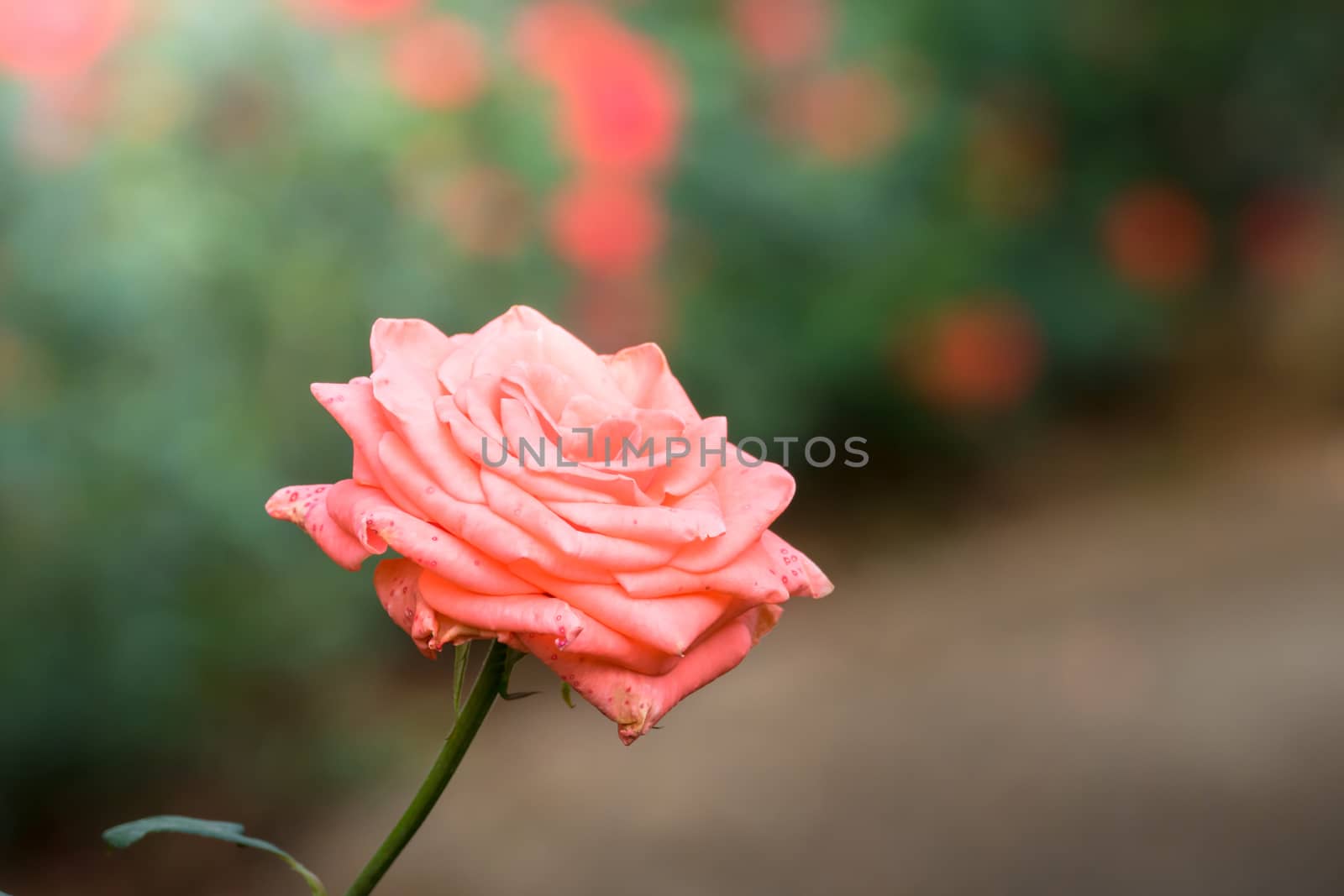 Roses in the garden, Roses are beautiful with a beautiful sunny day.