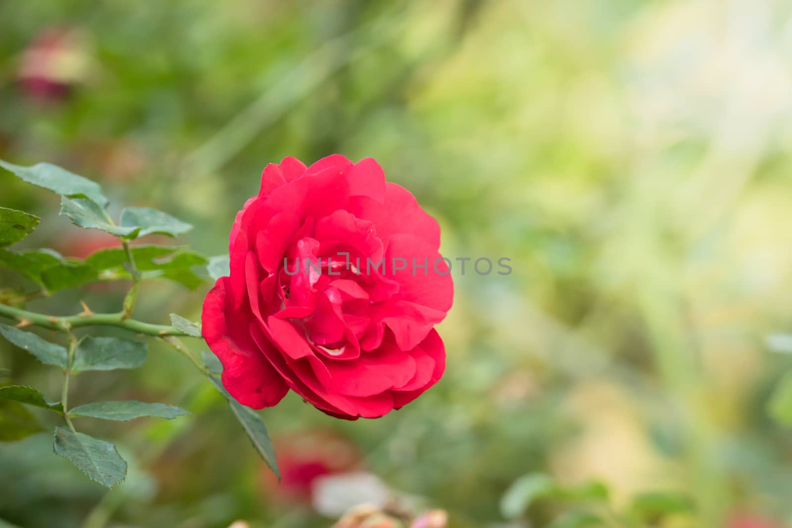 Roses in the garden, Roses are beautiful with a beautiful sunny day.