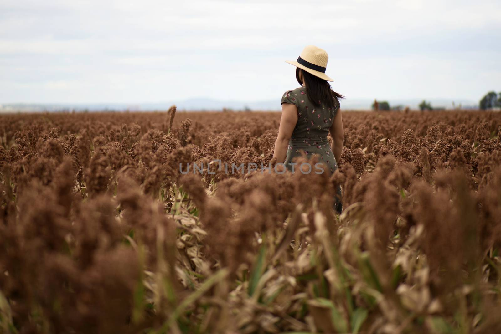 Field of Australian sorghum during the day time.