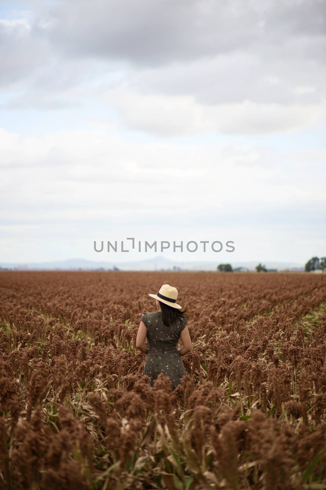 Field of Australian sorghum during the day time.