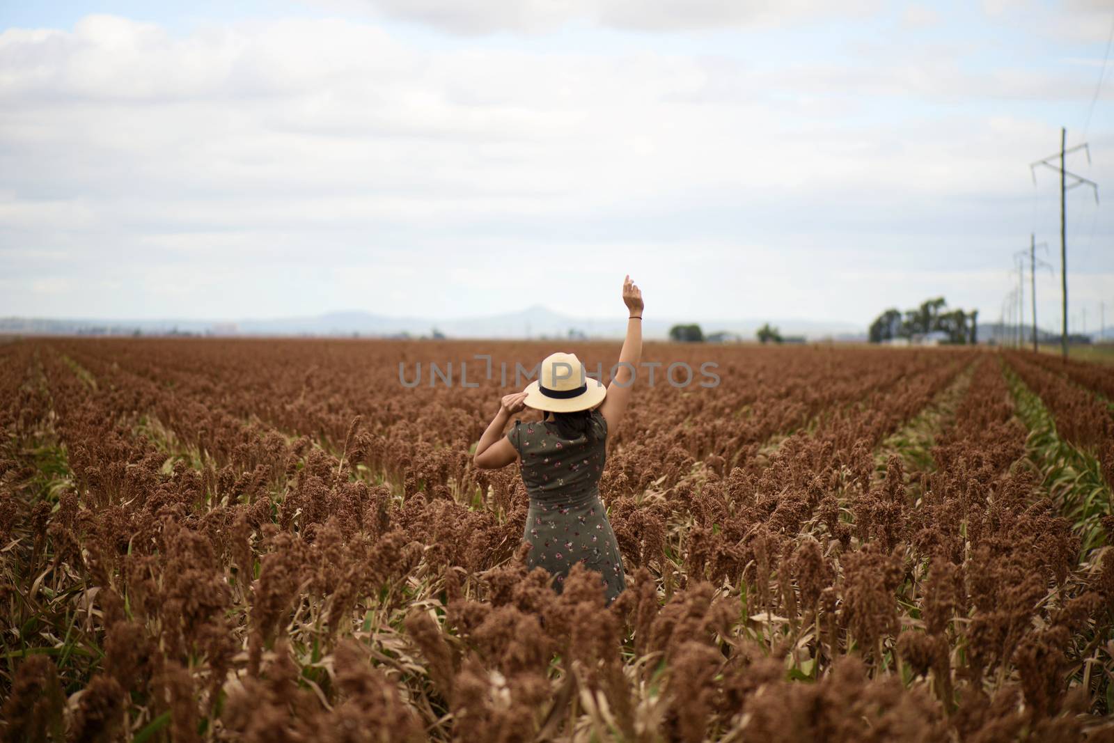 Field of Australian sorghum during the day time.