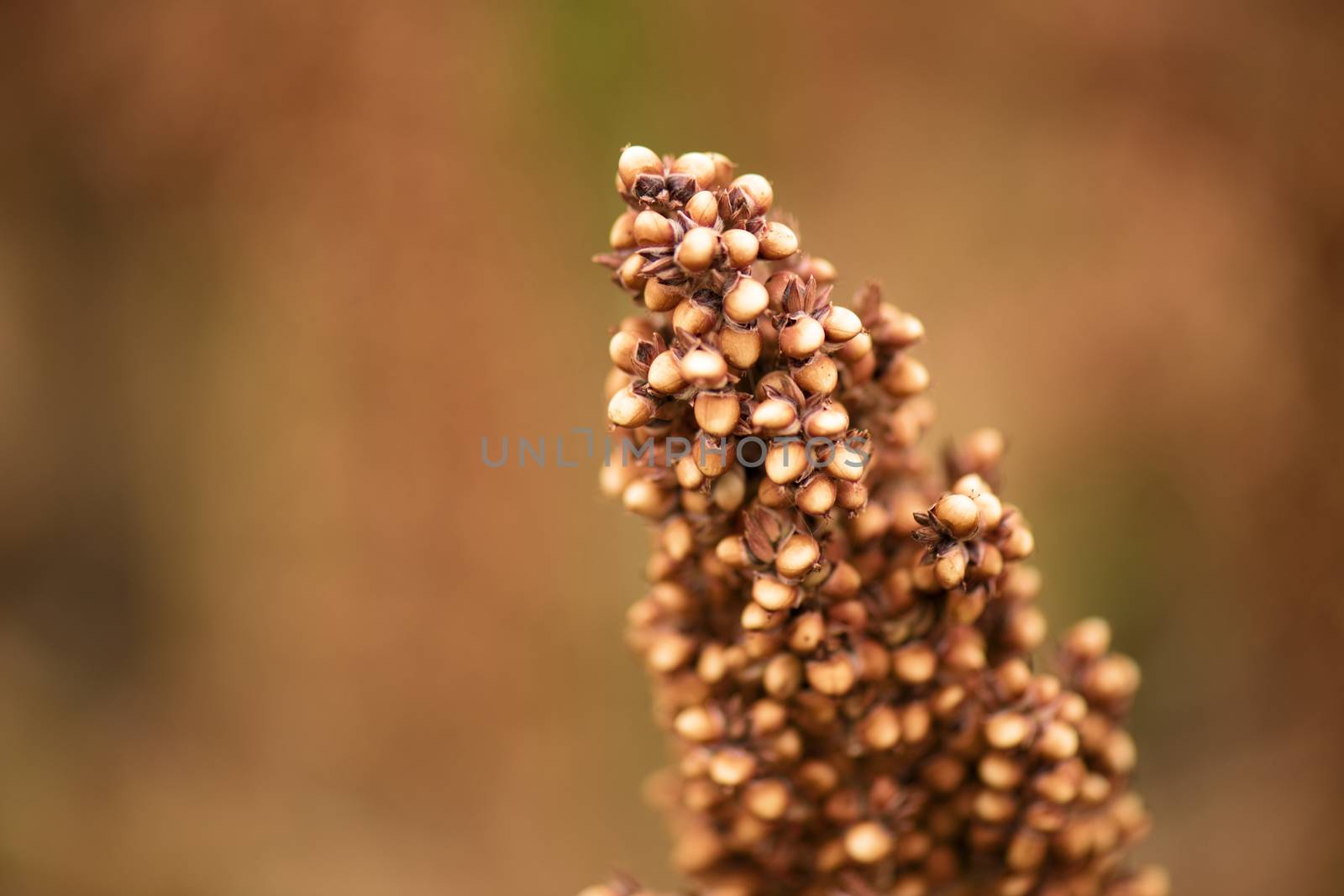 Field of Australian sorghum during the day time.