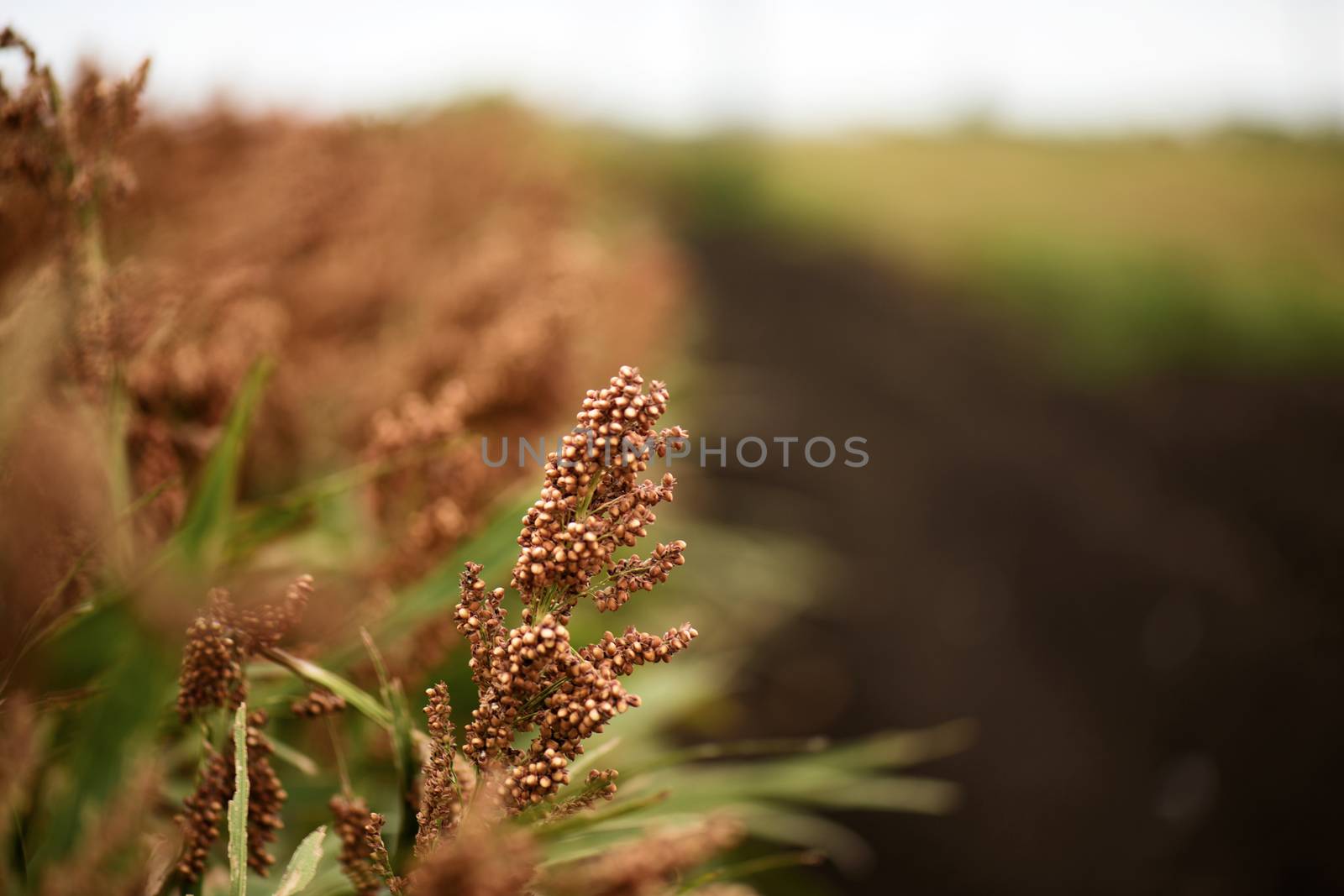 Field of Australian sorghum during the day time.